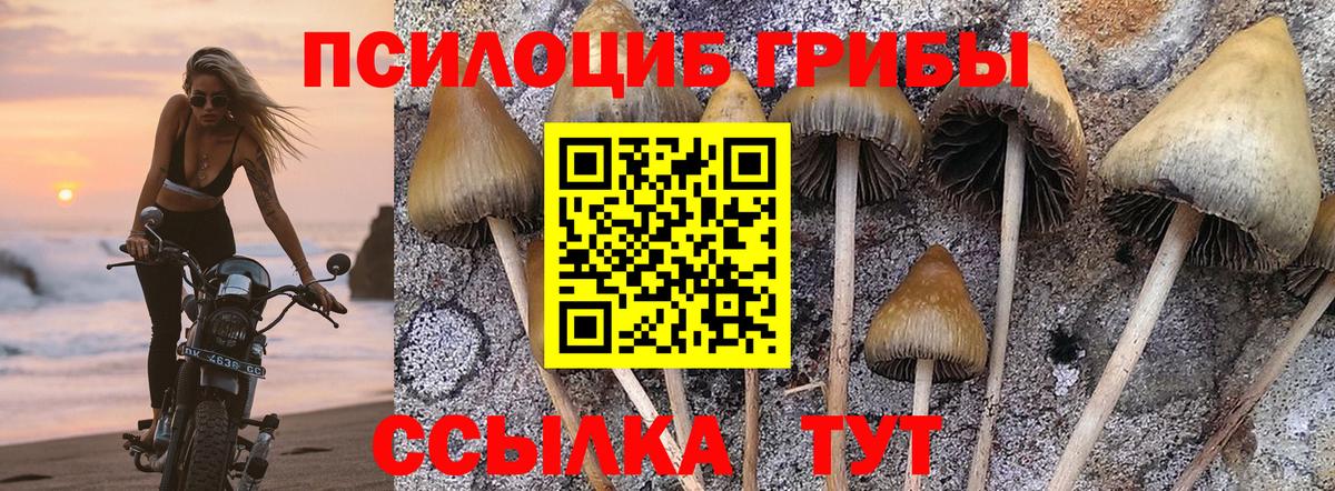 Галлюциногенные грибы Psilocybine cubensis Хабаровск